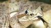 De ce au șerpii o limbă bifurcată?
